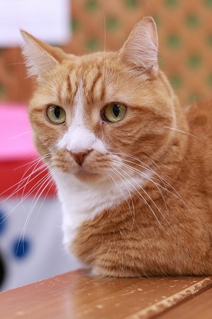 2023 04 16_nekomanma_7949