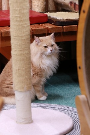 2025 04 20_nekomanma_0777