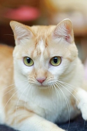 nekomanma_8140_edited-1
