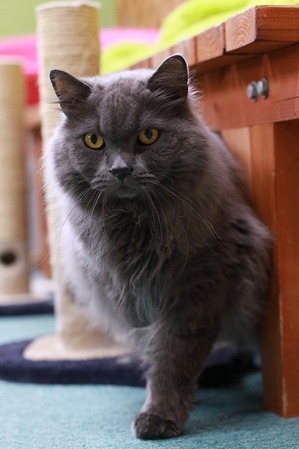 2022 07 24_nekomanma_2424