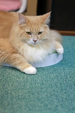 nekomanma_5324_edited-1
