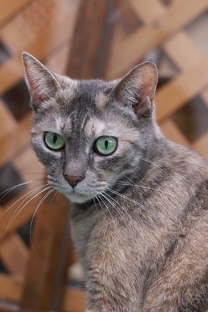 2025 08 24_nekomanma_2270