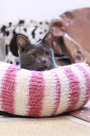 2025 08 24_nekomanma_2329