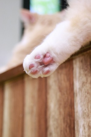 2023 11 10_nekomanma_2247