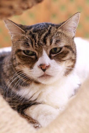 2023 05 07_nekomanma_8263