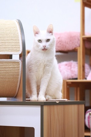 2024 04 07_nekomanma_4763