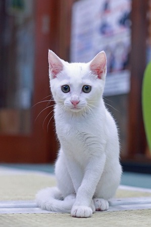 nekomanma_2524_edited-1