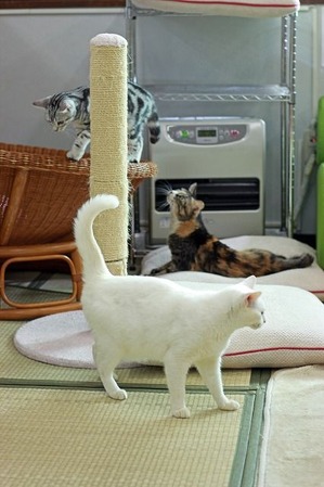 nekomanma_8386_edited-1