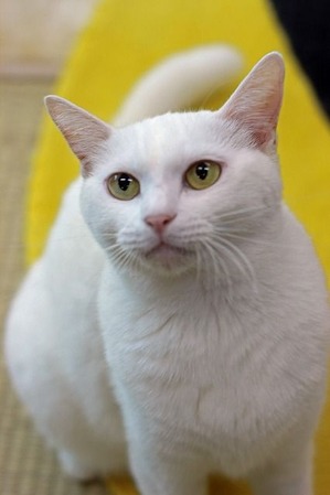 nekomanma_4091_edited-1
