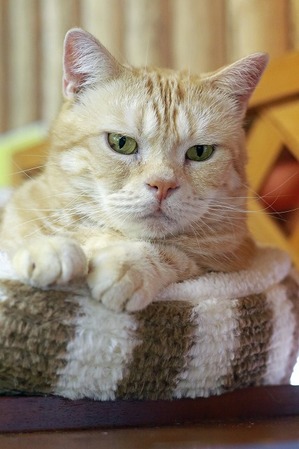 nekomanma_8359_edited-1