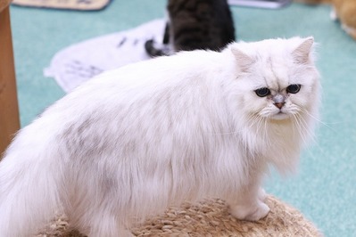 2023 02 19_nekomanma_6398