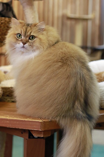 nekomanma_4323_edited-1