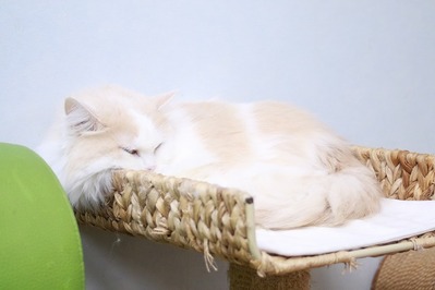2026 03 15_nekomanma_4378