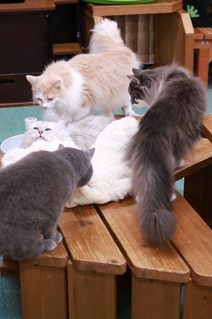 2025 09 07_nekomanma_2496