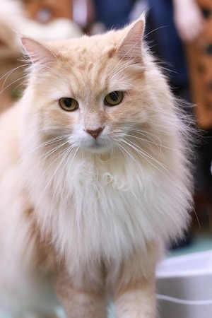 2023 05 07_nekomanma_8255