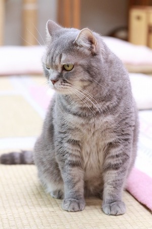 2023 03 05_nekomanma_6576