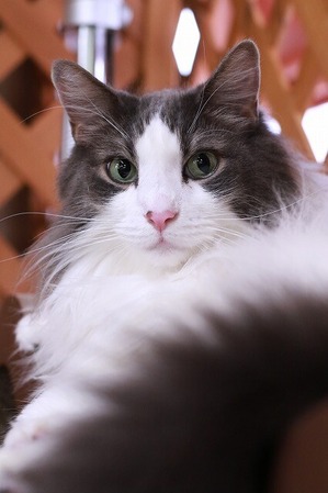 2025 09 28_nekomanma_2617