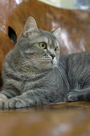 nekomanma_8297_edited-1