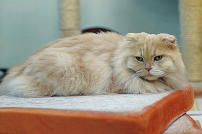 nekomanma_7991_edited-1