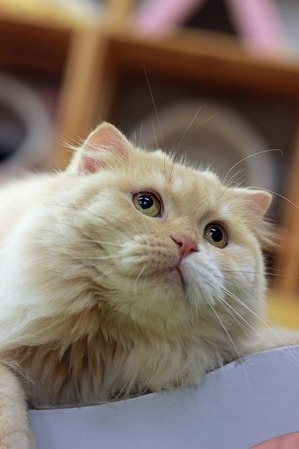 nekomanma_5051_edited-1