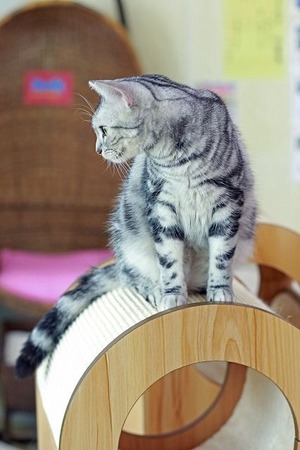 nekomanma_5144_edited-1