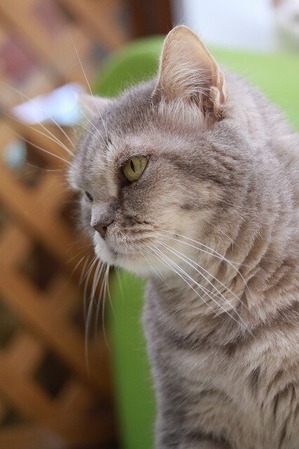 2026 05 24_nekomanma_4794