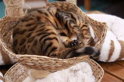 2024 05 12_nekomanma_5152