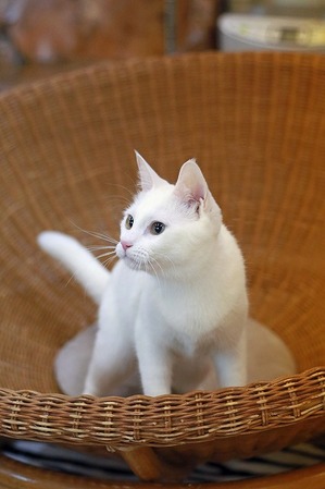nekomanma_5856_edited-1
