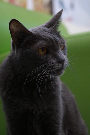 2023 11 26_nekomanma_2398