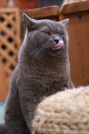 2024 09 15_nekomanma_7011