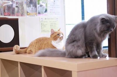 2026 03 15_nekomanma_4351