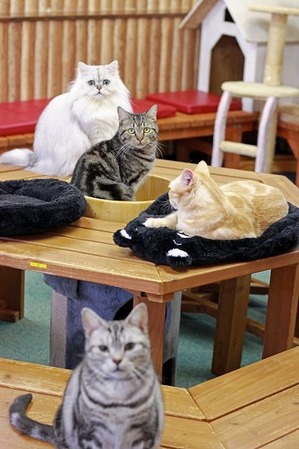 nekomanma_3652_edited-1