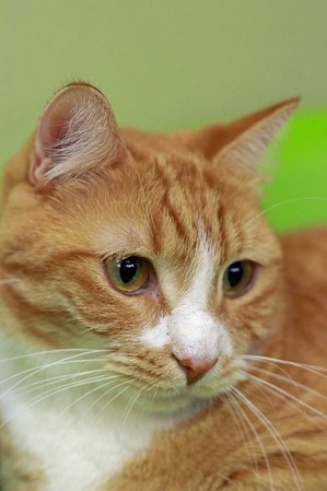 nekomanma_5571_edited-1