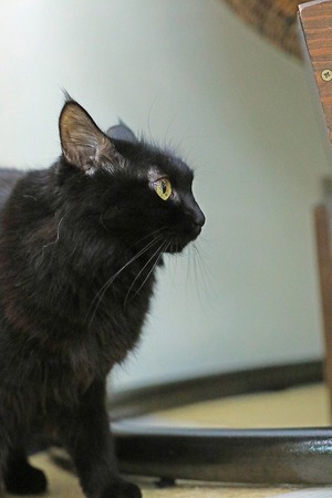 nekomanma_7164_edited-1