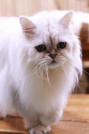 2022 12 04_nekomanma_4978