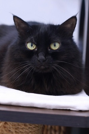 2025 09 07_nekomanma_2443