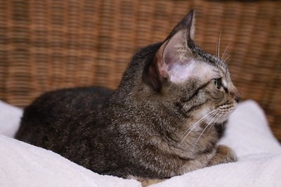 2023 11 02_nekomanma_1876