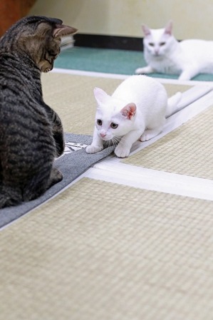 nekomanma_2527_edited-1