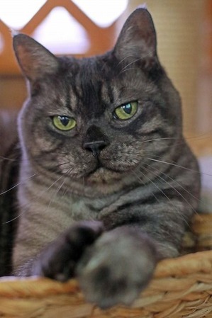 nekomanma_2884_edited-1