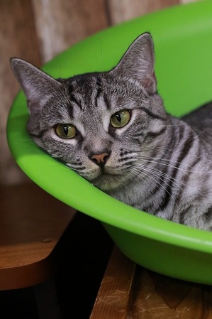 2025 08 24_nekomanma_2227