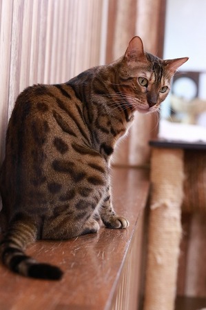 2022 09 04_nekomanma_2982