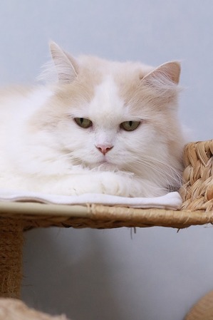 2026 03 22_nekomanma_4513