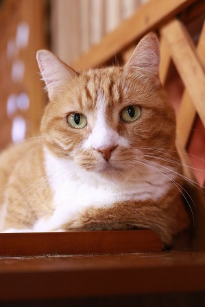 2023 07 09_nekomanma_8954
