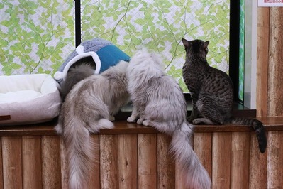 2026 01 03_nekomanma_4056