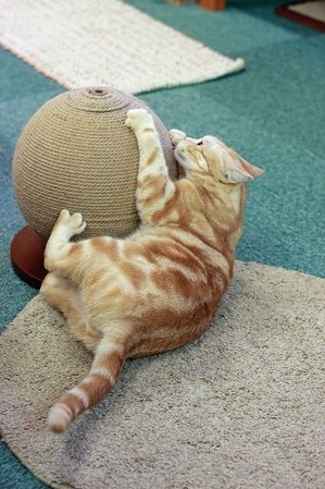 nekomanma_7666_edited-1