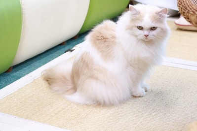 2025 06 29_nekomanma_1791