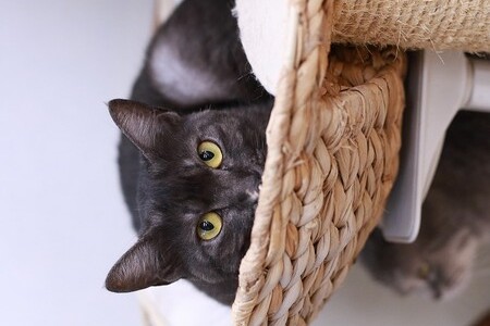 2023 01 04_nekomanma_5782