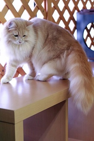 nekomanma_8370_edited-1