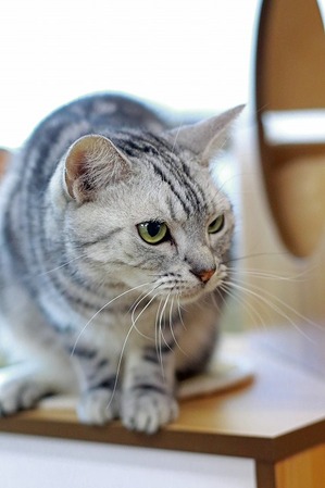 nekomanma_2471_edited-1