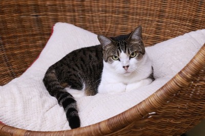 2026 01 03_nekomanma_4041